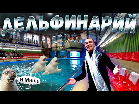 Видео: ЯРОСЛАВСКИЙ ДЕЛЬФИНАРИЙ // ПРОГУЛКА ПО ЯРОСЛАВЛЮ // ЯРОСЛАВСКАЯ ОБЛАСТЬ ДОЛФИН ПЛАНЕТ // МОРЖ / ВЛОГ