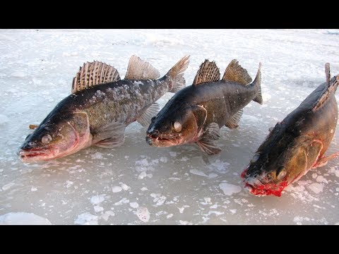 Видео: Ловля судака зимой. Ловля судака на балансир. Жор судака / Судак зимой