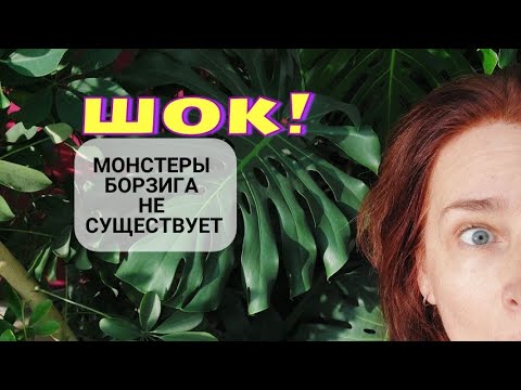 Видео: Шок! Монстеры борзига не существует. Да здравствует монстера делициоза!