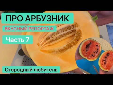 Видео: МОЯ БАХЧА, ДЕГУСТАЦИЯ // часть 7