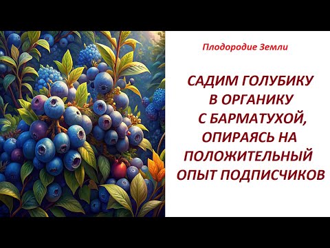 Видео: Голубику будем выращивать с органикой и БАРМАТУХОЙ №506/24