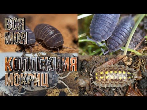 Видео: Вся моя КОЛЛЕКЦИЯ Мокриц | Все обо всех моих Мокрицах