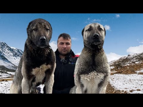 Видео: АБОРГИНАЛЬНЫЕ КАНГАЛЬСКИЕ СОБАКИ В ГОРАХ