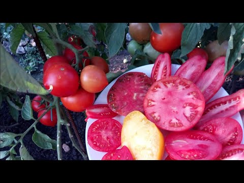 Видео: ЛУЧШИЕ СОРТА ТОМАТОВ ДЛЯ ОТКРЫТОГО ГРУНТА! УРОЖАЙ 2020 ГОДА! ОБЗОР