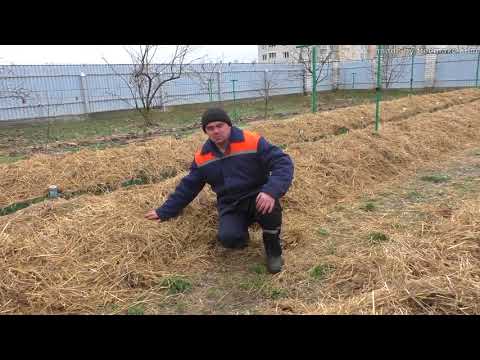 Видео: Дополнительное укрытие винограда- соломой.