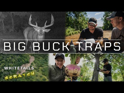 Видео: БОЛЬШИЕ ЛОВУШКИ ДЛЯ ОЛЕНЯ | 10 способов улучшения среды обитания ГИГАНТСКИХ белохвостых оленей...