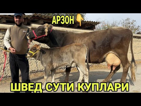 Видео: САРВАРБЕКДАН ШВЕД ОЛА СУТДОР СИФАТЛИ СИГИРЛАР СОТИЛАДИ SOTILADIGON SIGIRLAR NARXLARI 7 ноября 2025