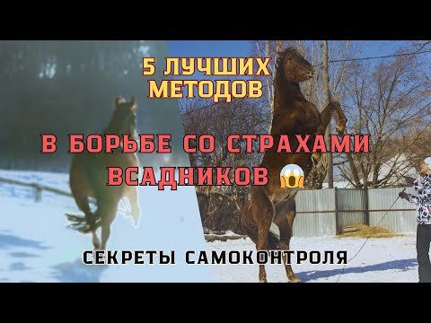 Видео: как ПОБЕДИТЬ СТРАХИ всадников. 5 ЛУЧШИХ методов.