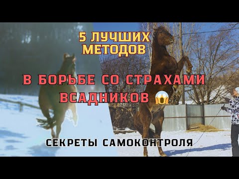 Видео: как ПОБЕДИТЬ СТРАХИ всадников. 5 ЛУЧШИХ методов.