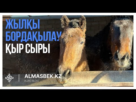 Видео: Жылқыны бордақылаудың қыр-сыры | Малды қалай тез семіртуге болады?