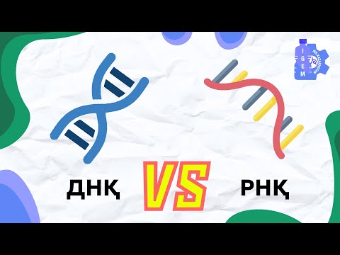 Видео: ДНҚ мен РНҚ арасындағы айырмашылықтар, қызметі және транскрипция