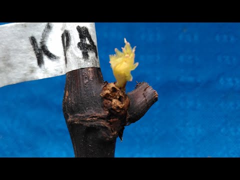 Видео: Способ "снятие рубашки" как последний, спасительный вариант для открытия виноградной почки