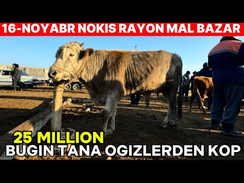 Видео: 16-НОЯБРЬ НОКИС РАЙОН МАЛ БАЗАР КОЙ БАЗАР СКОТНЫЙ РЫНОК БУГА EXPENSIVE BULLS COWS