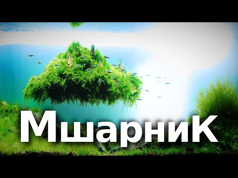 Видео: Мхи в аквариуме — любовь с первой мшинки