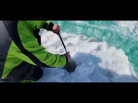 Видео: Ловля раков по ранней весне  Постановка и проверка раколовок со льда