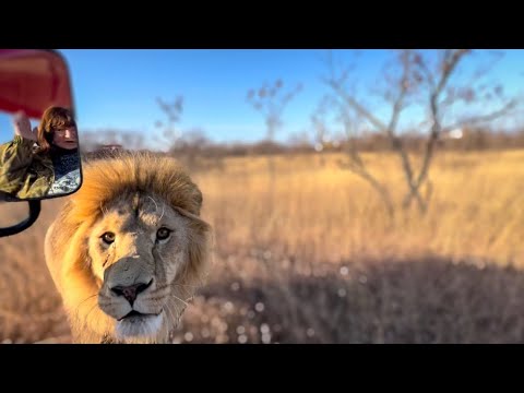 Видео: ЖУТЬ! Мы привезли мясо львам дальнего прайда и тут ПРИШЕЛ ВОЖАК!