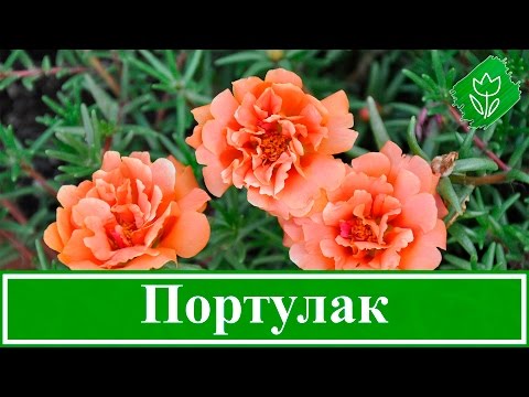 Видео: Цветы портулак – посадка и уход, выращивание портулака из семян в открытом грунте