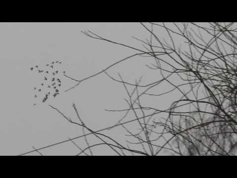 Видео: 27.11.2016г-типплеры