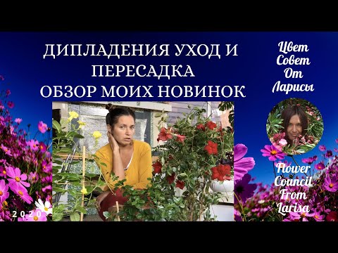 Видео: ДИПЛАДЕНИЯ  ИЛИ МАНДЕВИЛЛА УХОД | НОВЫЕ СОРТА | ПЕРЕСАДКА 4К