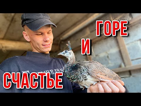Видео: КАК ПРОХОДИТ ДЕНЬ В ДЕРЕВНЕ 🏡 БЕДА С КРОЛИКАМИ 🩸 НОВОСТИ НА ФЕРМЕ | Будни в Деревне