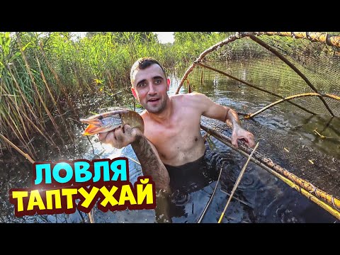 Видео: Ловля рыбу ловушкой, на болоте и на пруду.Неожиданный улов.
