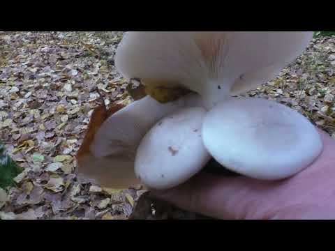 Видео: 😍Грибное разнообразие ..🌲Опята , Моховики, Говорушка дымчатая..🤗 когда жизнь в радость ..