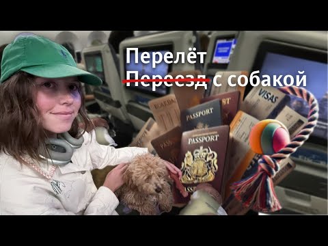 Видео: В самолёт с собакой | Что и как делать