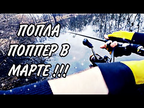 Видео: ЛОВЛЯ КРАСНОПЕРКИ И СЕБЕЛЯ НА ПОПЛА ПОППЕР В КОНЦЕ МАРТА !!! РЕКА ПСЁЛ ОЖИВАЕТ !!!