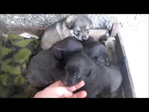 Видео: Первый прикорм щенков! Чем? Когда? Как? / из Города в Деревню!