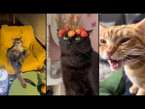 Видео: Cute and funny CATS.🐱 And Some Just Interesting Moments.😻Videos🔶 Сompilation # 59🔶
