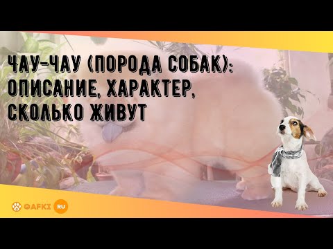 Видео: Чау-чау (порода собак): описание, характер, сколько живут