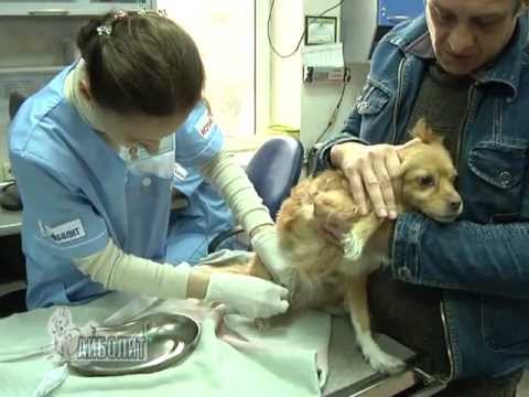 Видео: Мочекаменная болезнь у кошек и собак.