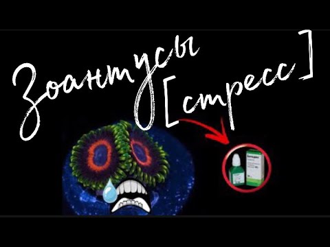 Видео: Зоантусы (лечение) | Морскойаквариум