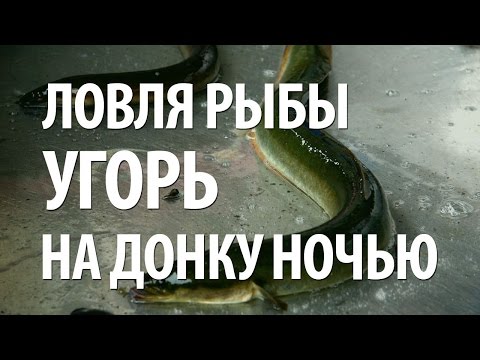 Видео: ЛОВЛЯ РЫБЫ УГОРЬ. НОЧНАЯ РЫБАЛКА на УГРЯ и СОМА на ОЗЕРЕ