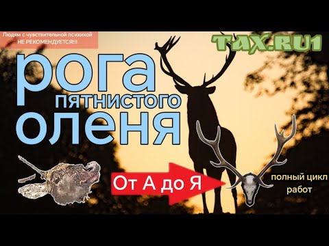 Видео: Рога пятнистого оленя