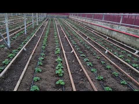 Видео: Овощи Растут. Выращивание огурца зимой.
