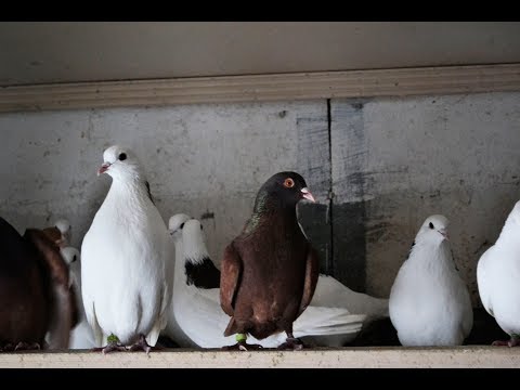 Видео: Содержание пермских высоколётных голубей. Второй питомник