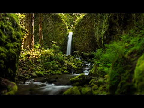 Видео: Лесная Терапия Или Лес-Антистресс! Shinrin Yoku!