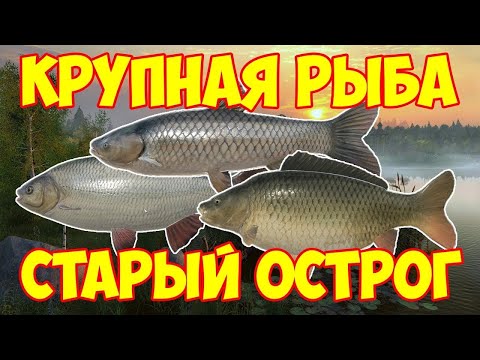 Видео: 🐟Место ловли Амура и Карпа #русскаярыбалка4 #russianfishing4 #рыбалка #трофей #амур #carpfishing