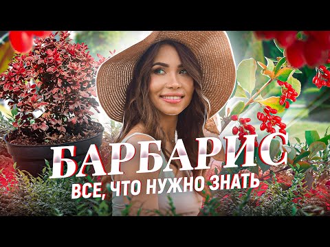 Видео: БАРБАРИС ПОСАДКА И УХОД. Барбарис Тунберга и его сорта