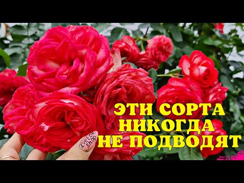 Видео: Мои СУПЕР РОЗЫ! Эти сорта НИКОГДА НЕ ПОДВОДЯТ