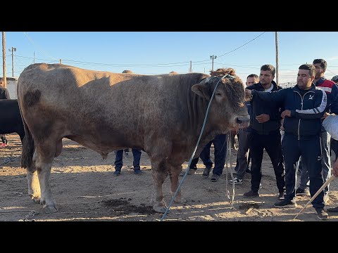 Видео: УРГАНЧ МОЛ БОЗОРИ 1070кг 🦬 ГИГАНТ БУКА СОТИЛДИ  ЯНГИ НАРХЛАР !!!