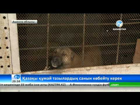 Видео: Қазақы төбет пен тазыны көбейту керек