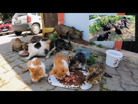 Видео: Котят столько же, сколько песчинок в море по всему Стамбулу.