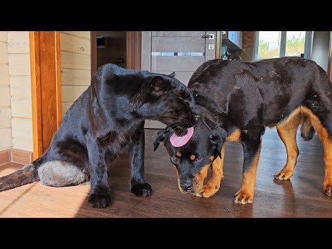 Видео: Весело проводим время с Луной и Вензой