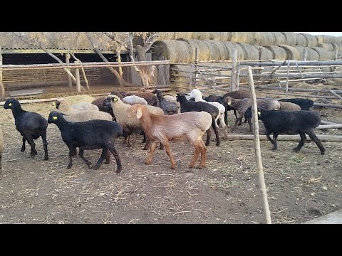 Видео: Ауыл тынысы арнасын күтіп отырған көрермендерге арналған видео.