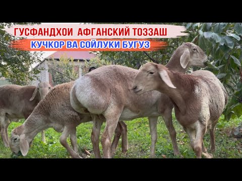 Видео: Породаи АФҒОНИ ТОЗЗАШ УСПЕТ КУНЕД 21 октября 2025 г.