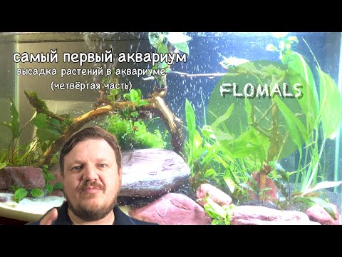 Видео: ПОСАДКА РАСТЕНИЙ В АКВАРИУМЕ