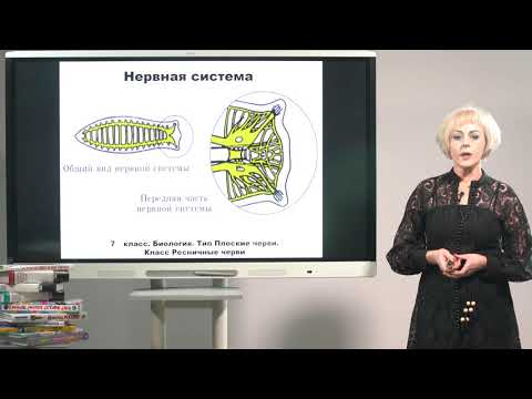 Видео: 7 класс. Биология.  Тип: Плоские черви.  Класс: Ресничные черви