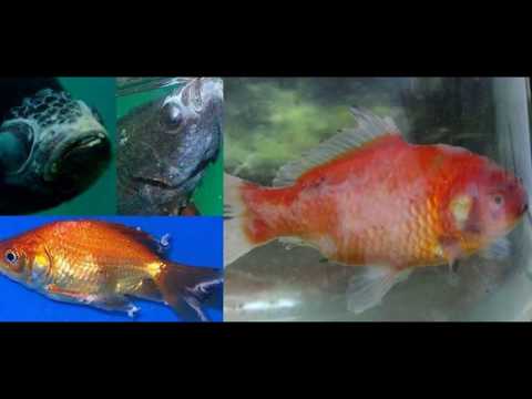Видео: Лечение болезней аквариумных рыбок!Профилактика.